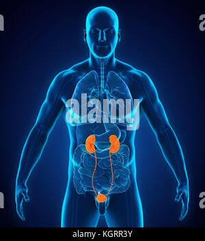 Menschlichen Nieren Anatomie Stockfoto