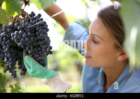 Schöne Frau im Weinberg picking Grape Stockfoto