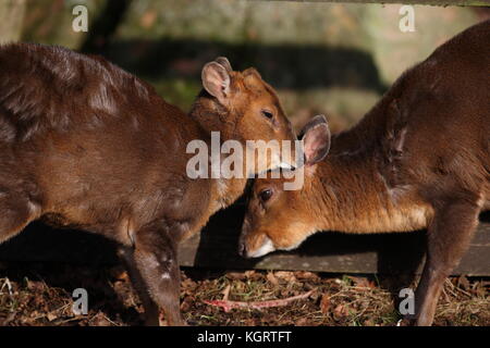 Muntjac Rotwild Stockfoto