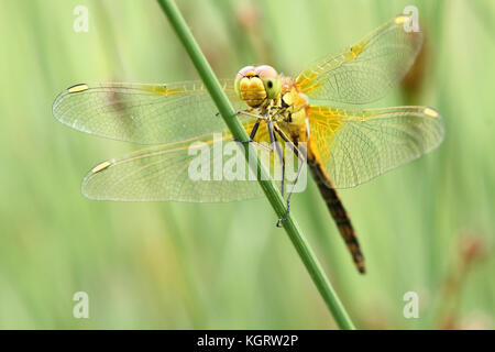 Gelb - winged Darter (Aeshna cyanea) Stockfoto