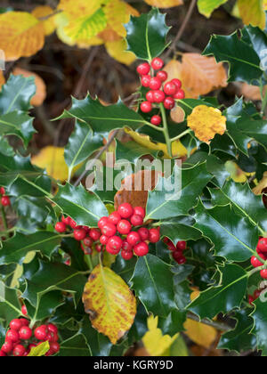 Ilex aquifolium Stechpalme Beeren im Herbst Wald Norfolk Stockfoto