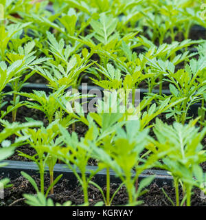 Eine Makroaufnahme einiger französischer Ringelblume Sämlinge. Stockfoto