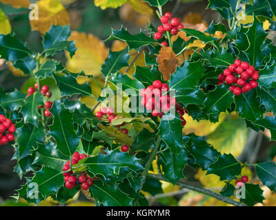 Ilex aquifolium Stechpalme Beeren im Herbst Wald Norfolk Stockfoto