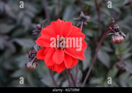 Dunkle leaved Roten dahlien im garten. Stockfoto