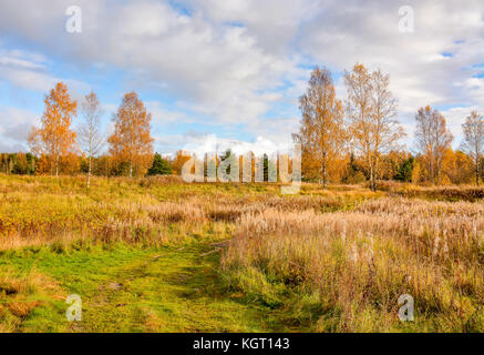 Helle Farben der goldene Herbst. gold Blätter im Herbst. Stockfoto