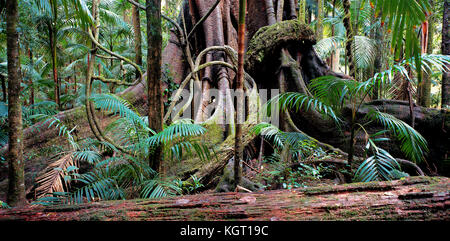 Feigenbaum (Ficus sp.) Basis der riesigen Baum, Lamington National Park, Queensland, Australien Stockfoto