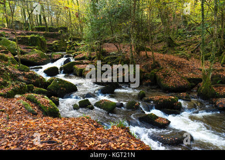 Der Fluss durch kennall kennall Vale an ponsanooth in Cornwall, England, Großbritannien. Stockfoto