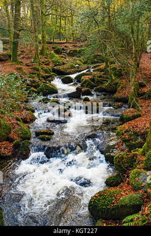 Der Fluss durch kennall kennall Vale an ponsanooth in Cornwall, England, Großbritannien. Stockfoto