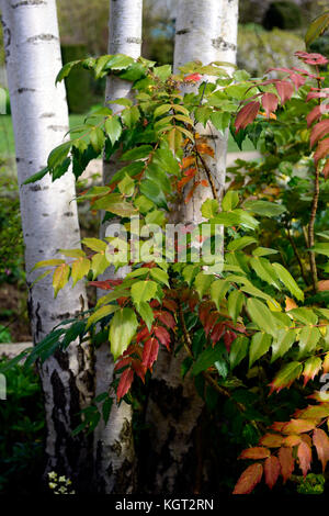 Wintergarten, Winter, Garten, Betula utilis jacquemontii, West Himalaya Birke, weiße Rinde, Orange, Grün, mahonia Blätter, Laub, Kontrast Kontrast