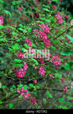 Ribes sanguineum roter Pimpernel, blühende, Johannisbeere, Nahaufnahme, Rosa, Blumen, Pflanzen Porträts, Laub, Strauch, Sträucher, Korinthen, Frühling, RM Floral Stockfoto