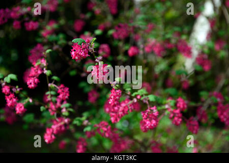 Ribes sanguineum roter Pimpernel, blühende, Johannisbeere, Nahaufnahme, Rosa, Blumen, Pflanzen Porträts, Laub, Strauch, Sträucher, Korinthen, Frühling, RM Floral Stockfoto