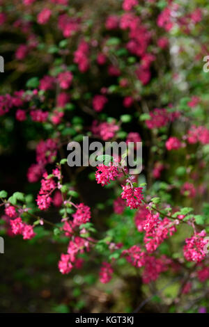 Ribes sanguineum roter Pimpernel, blühende, Johannisbeere, Nahaufnahme, Rosa, Blumen, Pflanzen Porträts, Laub, Strauch, Sträucher, Korinthen, Frühling, RM Floral Stockfoto