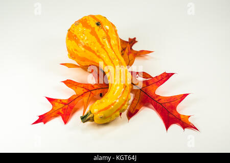 Ein gelber Kürbis mit orangefarbenen Streifen auf drei Fallen farbigen Eichenlaub Stockfoto