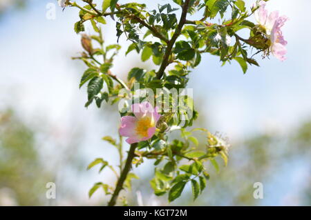 Wild Rose Blume in der Landschaft wächst Stockfoto