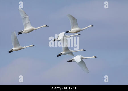 Tundra-Schwäne im Flug Stockfoto