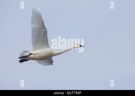 Tundra Swan im Flug während der Migration in Montana Stockfoto