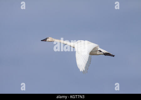 Tundra Swan in flight während der Migration in Montana Stockfoto