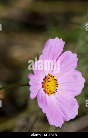 Rosa Cosmos Bipinnatus, die gemeinhin als Garten Kosmos und mexikanischen Aster. Im Garten Bett gelegen, mit sehr flachen konzentrieren. Stockfoto