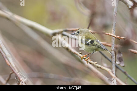 Ein beeindruckender Goldcrest (Regulus regulus), der auf einem Ast auf der Suche nach Insekten zum Essen thront. Stockfoto