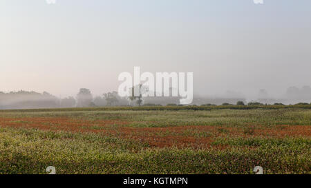 Bauernhof Feld und Bäume im Nebel im Morgengrauen im südlichen Ontario Stockfoto