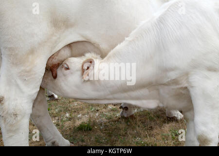 Nahaufnahme auf Kalb saugen kuh euter Stockfoto