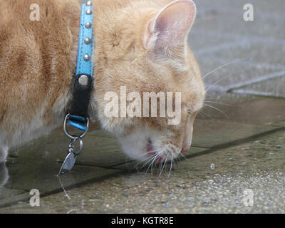 Süße orange domestica Katze Trinkwasser Straße Stockfoto