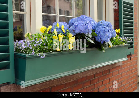 Grüne Fenster mit blauen Hortensien und gelbe Stiefmütterchen. container Garten in der Stadt Stockfoto