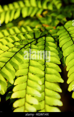 Beleuchtetes Palmblatt in Makroansicht mit viel Detail Stockfoto