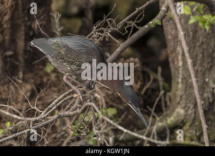 Green Heron, Butorides virescens (früher bekannt als Green-backed Heron) in Florida. Stockfoto