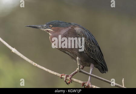 Green Heron, Butorides virescens (früher bekannt als Green-backed Heron) in Florida. Stockfoto