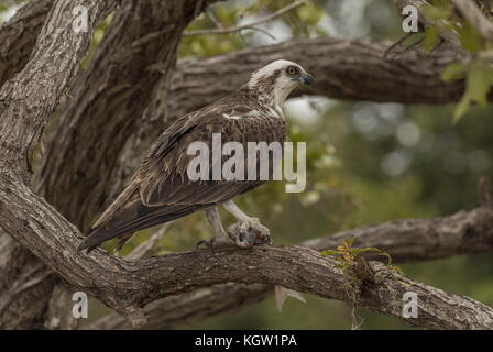 Fischadler, Pandion haliaetus, in Baum mit Fisch Beute thront. Florida. Stockfoto