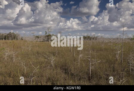 Zwerg Swamp Cypress Wald, knapp über dem Meeresspiegel in den Everglades National Park, Florida. Stockfoto