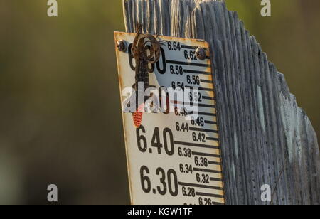 Männliche Braun, anole Anolis sagrei, Anzeigen auf dem Wasser-post, Everglades National Park, Florida. Stockfoto