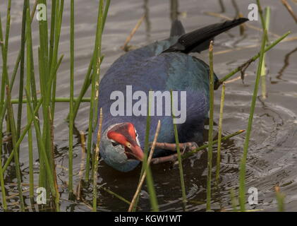 Graue haben, Porphyrio poliocephalus, eingeführt und gedeiht in Florida Feuchtgebiete. Stockfoto