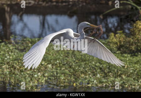 Silberreiher, Ardea alba, wie die Amerikanische Unterarten, Ardea alba Egretta in Flug Nistmaterial in der Kolonie; Florida. Stockfoto