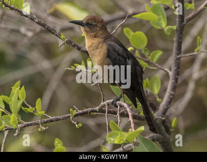 Weibliche Boot-tailed Grackle, Quiscalus major Fütterung um Sümpfe, Florida. Stockfoto