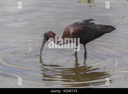 Glänzend Plegadis falcinellus Ibis, Fütterung im flachen Wasser. Stockfoto