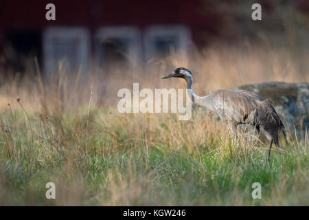 Kranich (Grus Grus) Erwachsene in der Zucht Kleid, wandern durch eine hohe Wiese, auf der Suche nach Essen, typisch schwedische Kulisse, Skandinavien, Europa. Stockfoto