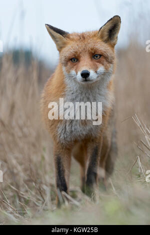 Red Fox (Vulpes vulpes) auf einem Fuchs Pfad in hohem Schilfgras, schaut vorsichtig und unentschlossen, in der Nähe der frontalen Schuss, geringe Sicht, Wildlife, Europa Stockfoto