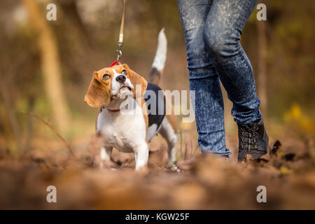 Lehren Sie Ihren Hund an der Leine zu gehen - Beagle Stockfoto