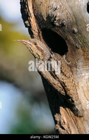 Eurasischen Wendehals (Jynx torquilla) vor seinem Nest Loch, Anzeigen, Reinigung thront, Stacheldraht heraus seinen langen, klebrigen Zunge, Europa. Stockfoto