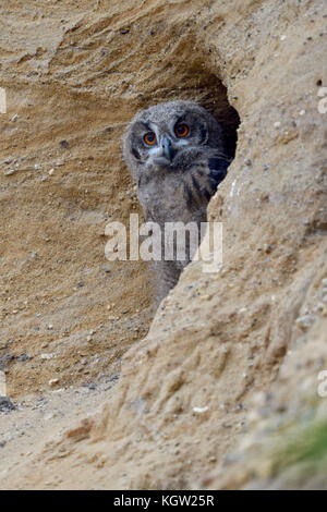 Uhu/europäischer Uhu (Bubo bubo), junges Küken, gerade aus dem Nest graben In einer Sandkuhle, Wildlife, Europa. Stockfoto