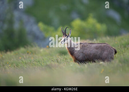 Chamois/Gaemse (Rupicapra rupicapra), Erwachsener, stehend im hohen Gras einer blühenden Bergwiese, sehen, vor einem schönen Hintergrund, Europa. Stockfoto