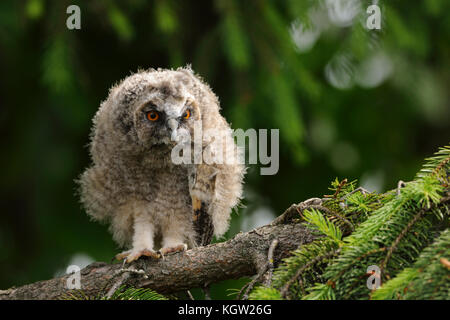 Waldohreule (asio Otus), junges Küken, gerade flügge, in einem Baum gehockt, sieht aus Alert, Beobachten, spähen aufmerksam, ernst, Wildlife, Europa. Stockfoto