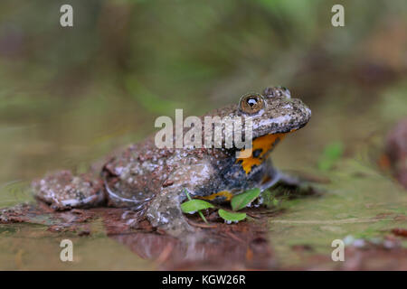 Gelbbauchunke ( Bombina variegata ), im flachen Wasser einer natürlichen Pfütze sitzend, herzige Pupillen, seltene Arten, Europa. Stockfoto