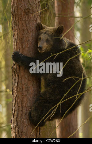 Europäischer Braunbär / Europäischer braunbaer ( Ursus arctos ) auf einem Baum klettern, sieht ein wenig ängstlich aus, in lustiger Situation, Europa. Stockfoto