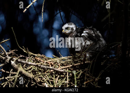 Eurasischen Sperber (accipiter Nisus), heranwachsenden Küken im Nest in einem Spruce Tree versteckt, in Spotlight, Beobachten, fast Flügge, Europa. Stockfoto