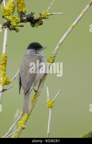 Männchen Blackcap / Moenchsgrasmuecke ( Sylvia atricapilla ), erwachsenes Männchen in Zuchtkleidung, auf trockenen Ästen eines älteren Busches thront, Wildtiere, Europa. Stockfoto