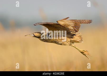 Eurasischen Rohrdommel/Rohrdommel (Botaurus stellaris), Erwachsene im Flug über Schilf, Europa. Stockfoto