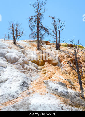 Tote Bäume in Mammoth Hot Springs, Yellowstone National Park. Travertin Terrasse Stockfoto